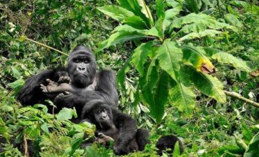 3 Days Gorilla Trekking