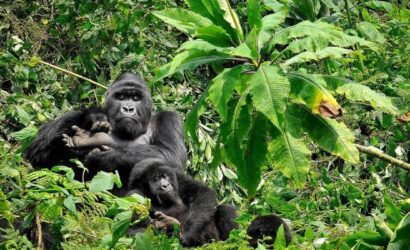 3 Days Gorilla Trekking