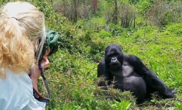 Go Gorilla Trekking in Bwindi Forest, Uganda