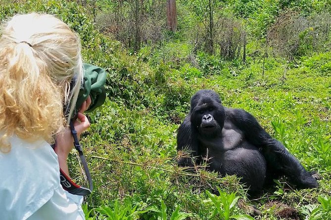 Go Gorilla Trekking in Bwindi Forest, Uganda