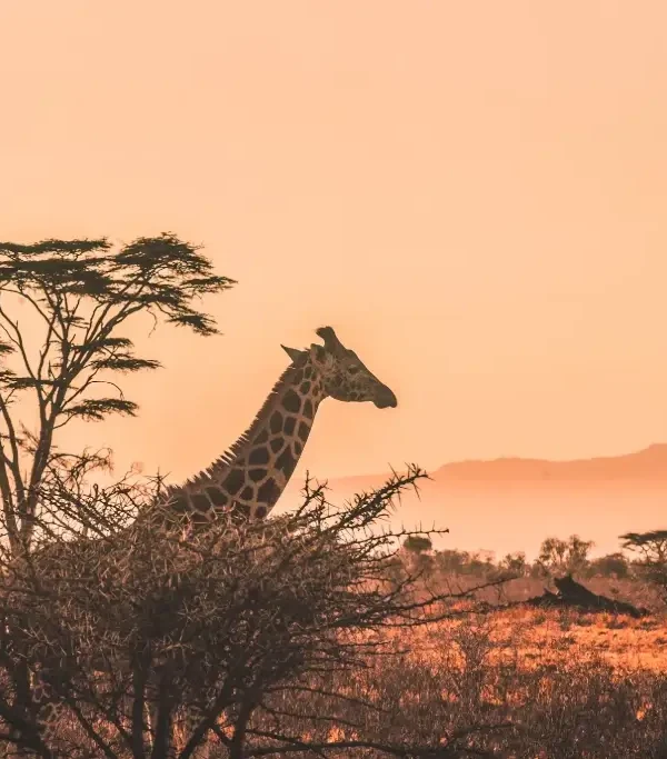 Explore Queen Elizabeth National Park, Uganda