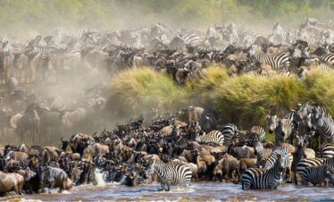 Witness the Wildebeest Migration in Tanzania and Kenya