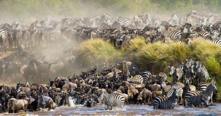 Witness the Wildebeest Migration in Tanzania and Kenya