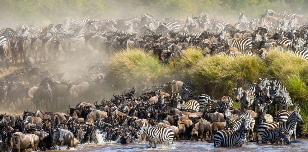Witness the Wildebeest Migration in Tanzania and Kenya