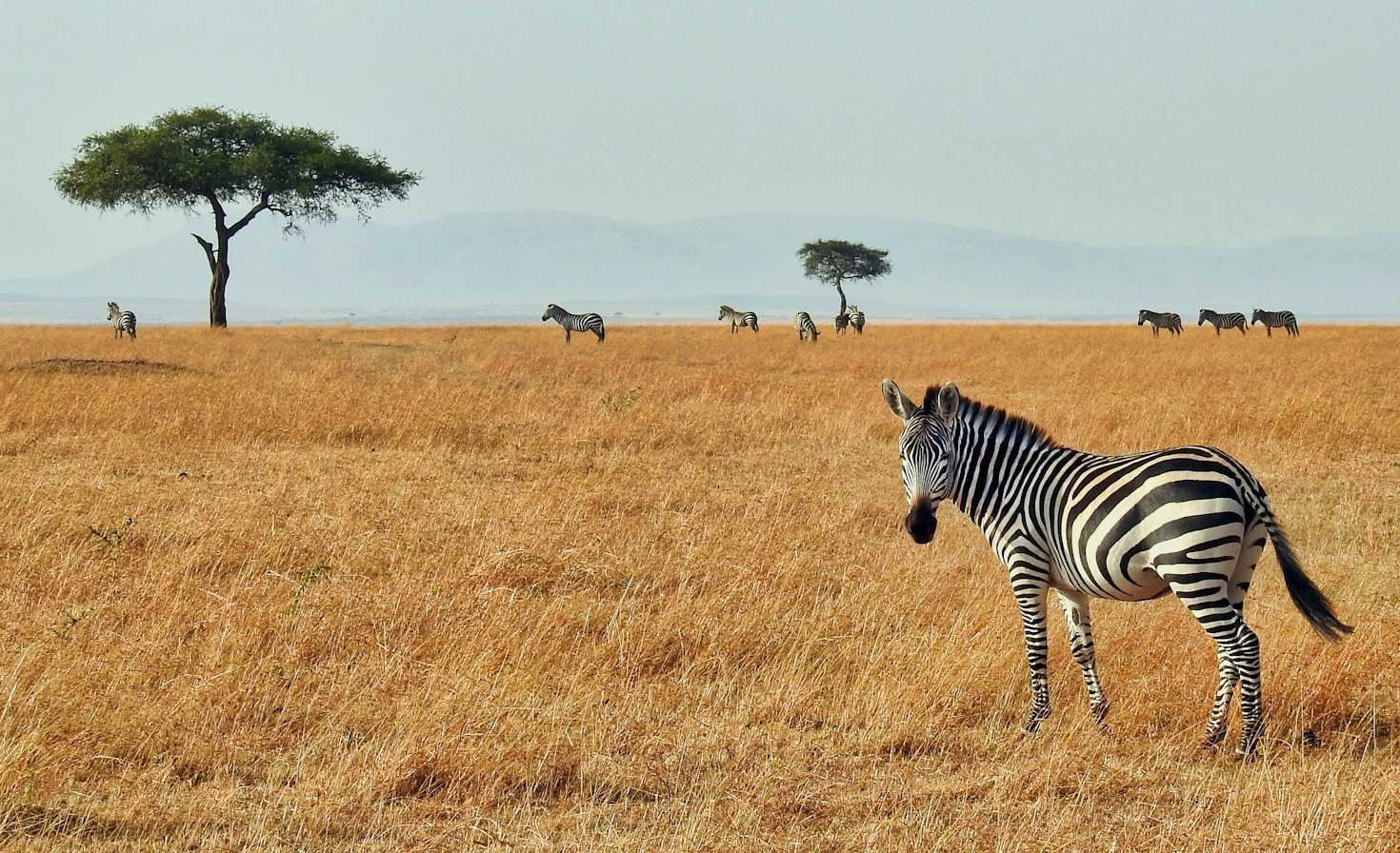 How Wildlife Safaris Support Conservation Efforts