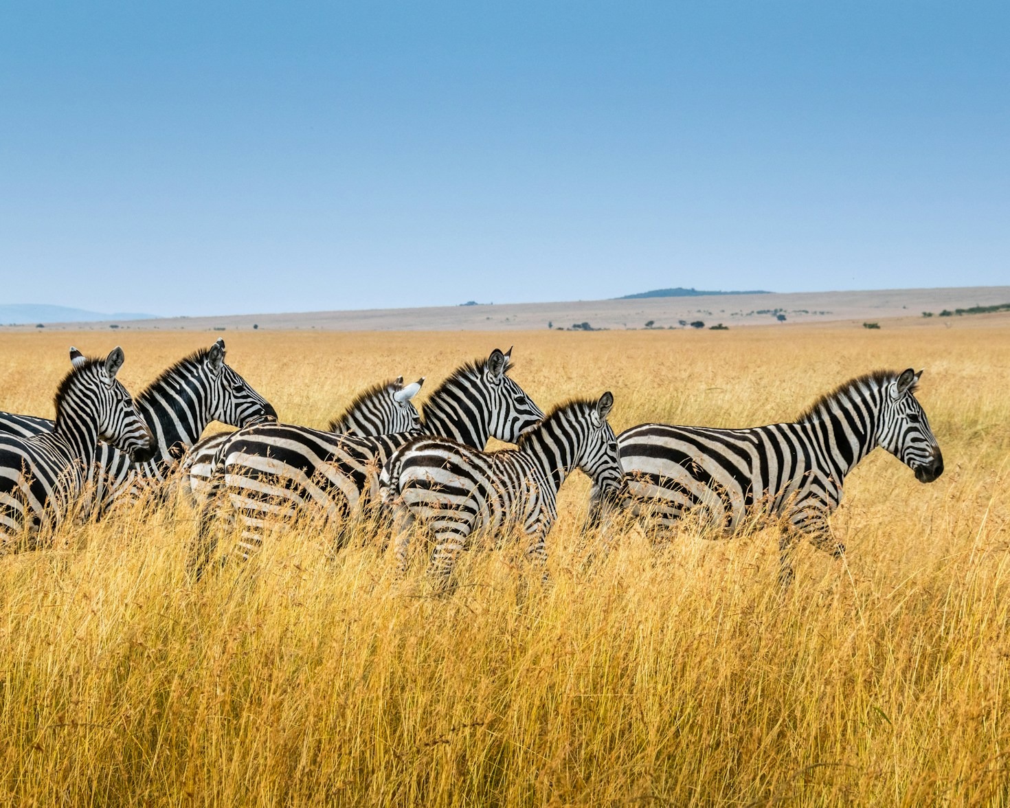 The Role of Local Communities in Wildlife Preservation