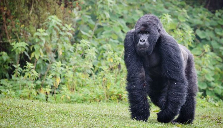 Silverback Gorilla Safaris in Uganda