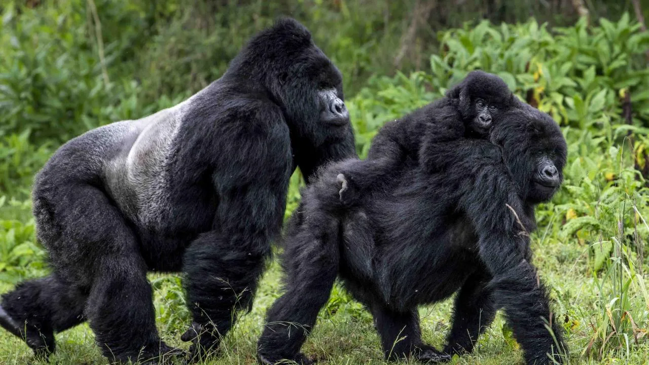 Silverback Gorilla Safaris in Uganda