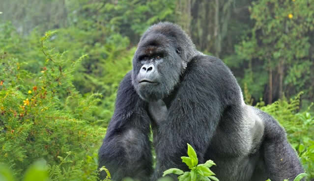 Silverback Gorilla Safaris in Uganda