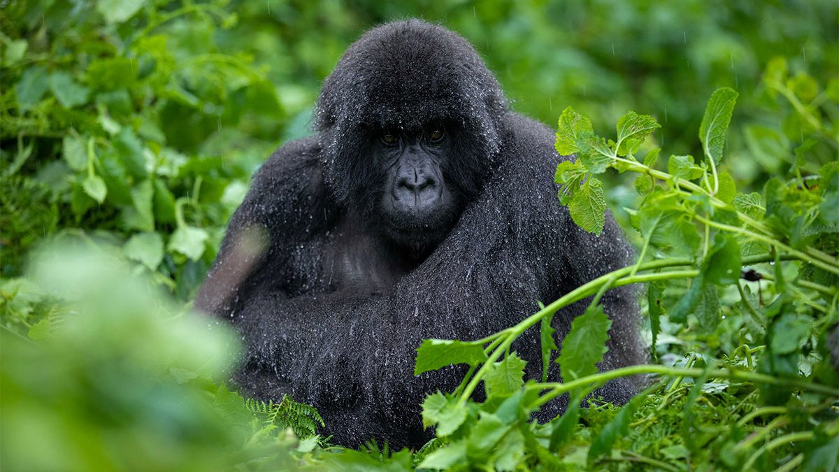 3 Days Bwindi Gorilla Safari