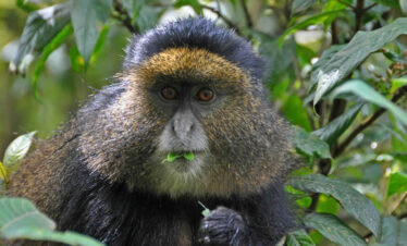 8 Days Uganda Rwanda Primates
