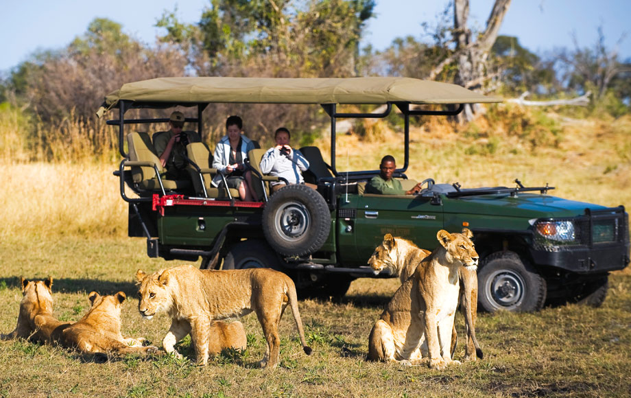 Wildlife Safaris