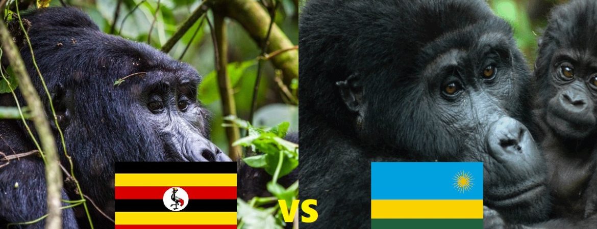 Rwanda vs Uganda Gorilla Trekking