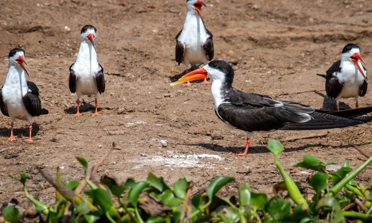 Best Birding Tours in Africa