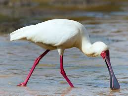 Cost of Birding Tours