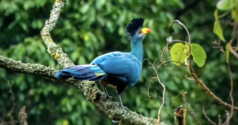 7-Day Uganda Birding Safari