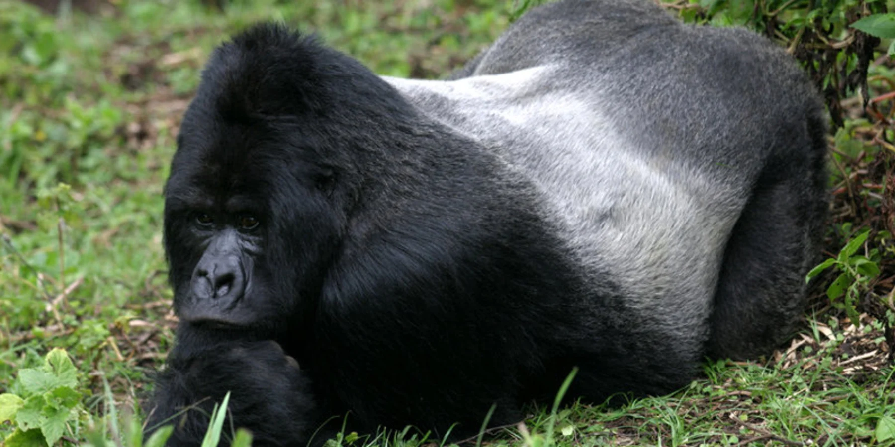 Silverback Fur