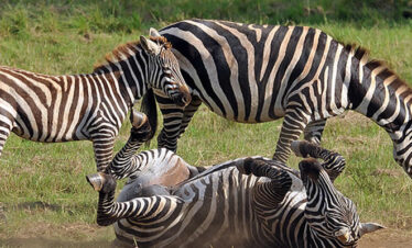 Experience a Jungle Safari in Kidepo National Park