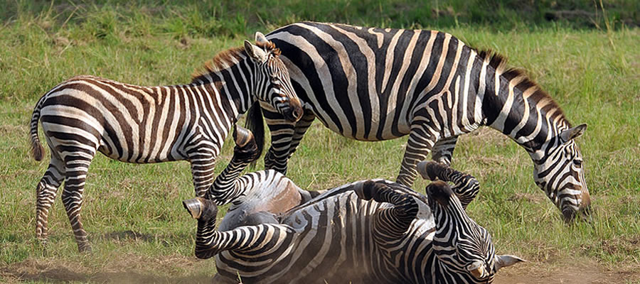 Experience a Jungle Safari in Kidepo National Park