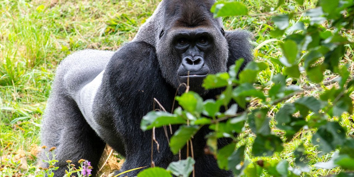 Rwanda vs Uganda Gorilla Trekking