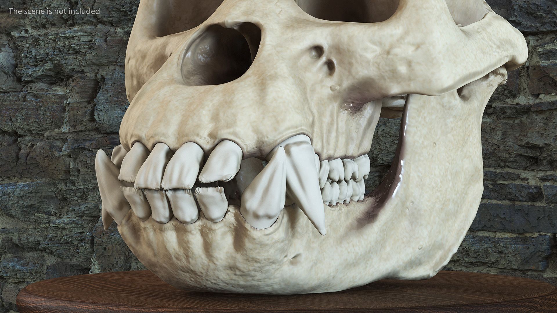 Silverback Skull Render