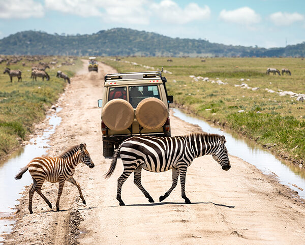 Tanzania Safari