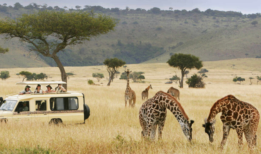Wildlife Safaris
