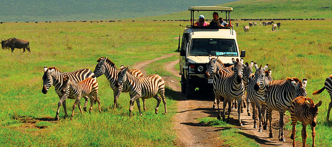 Wildlife Safaris