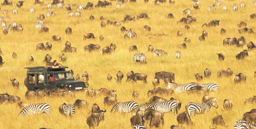 Wildlife Safaris