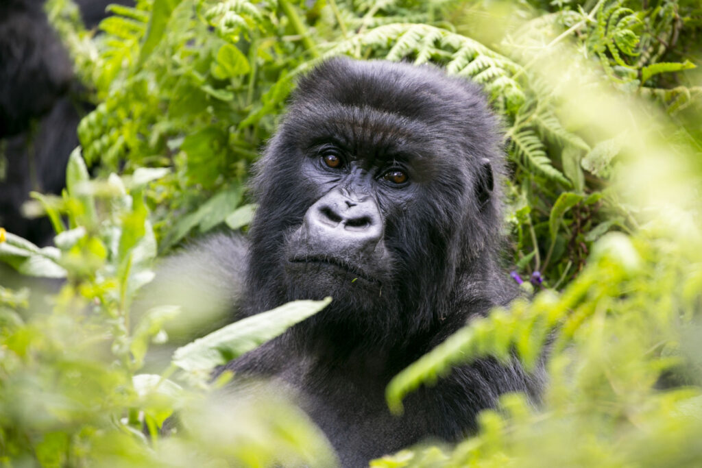 3 Days Bwindi Gorilla Safari