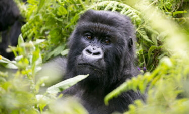 3 Days Bwindi Gorilla Safari