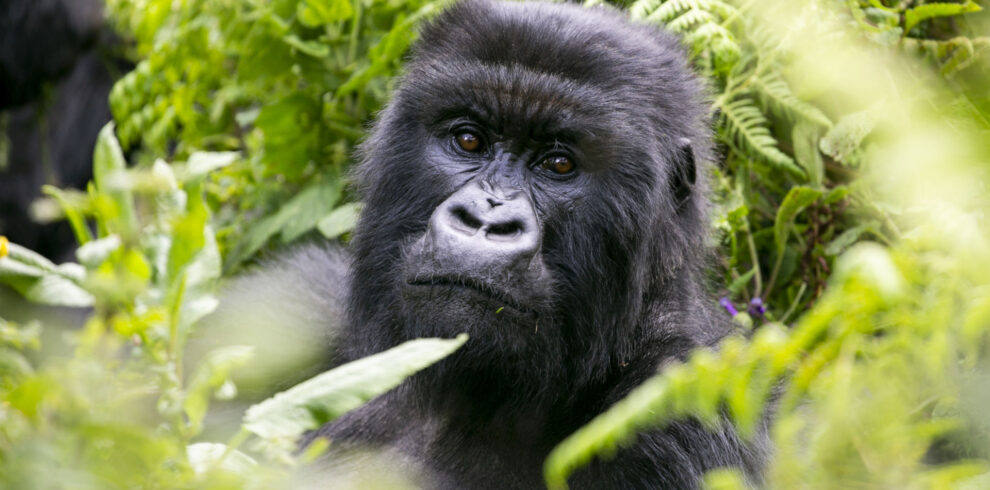 3 Days Bwindi Gorilla Safari