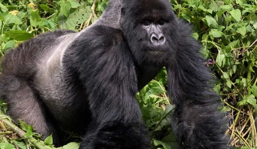 Mountain Gorilla