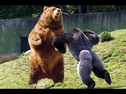 Silverback Gorilla Vs Human Strength