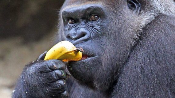 Silverback Food What Do Silverback Gorillas Eat? Food & Diet Explained 2026