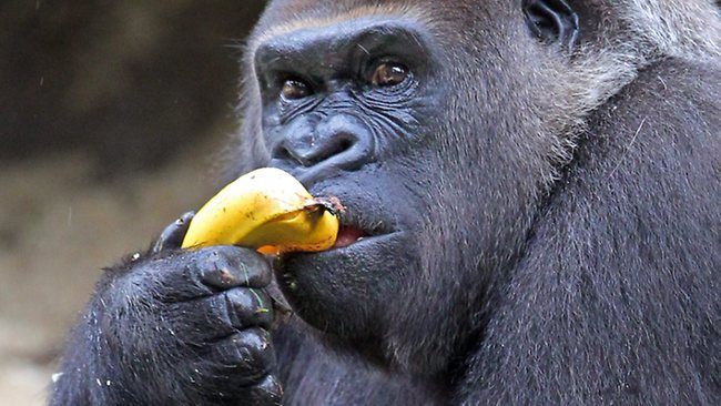 What Do Silverback Gorillas Eat 