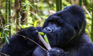 Silverback Food What Do Silverback Gorillas Eat? Food & Diet Explained 2026