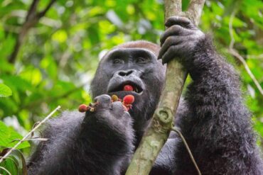 Silverback Food What Do Silverback Gorillas Eat? Food & Diet Explained 2026
