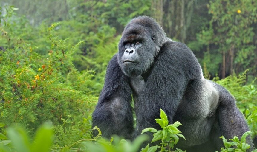 Silverback Gorilla​