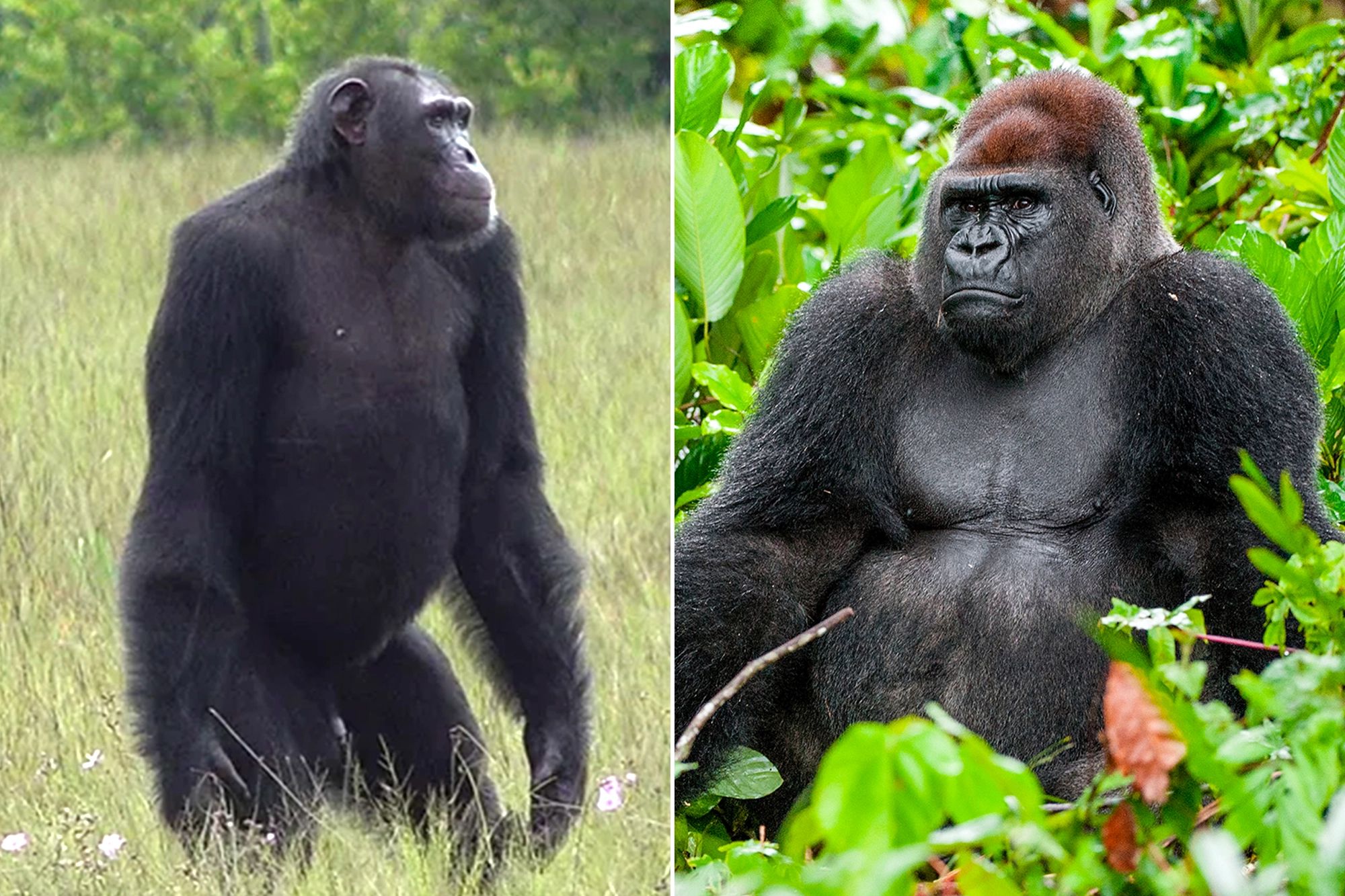 Silverback vs Chimpanzee