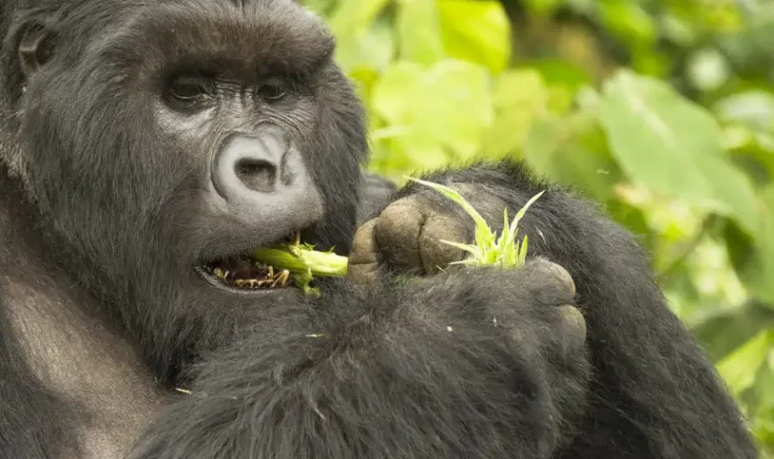 What Do Silverback Gorillas Eat