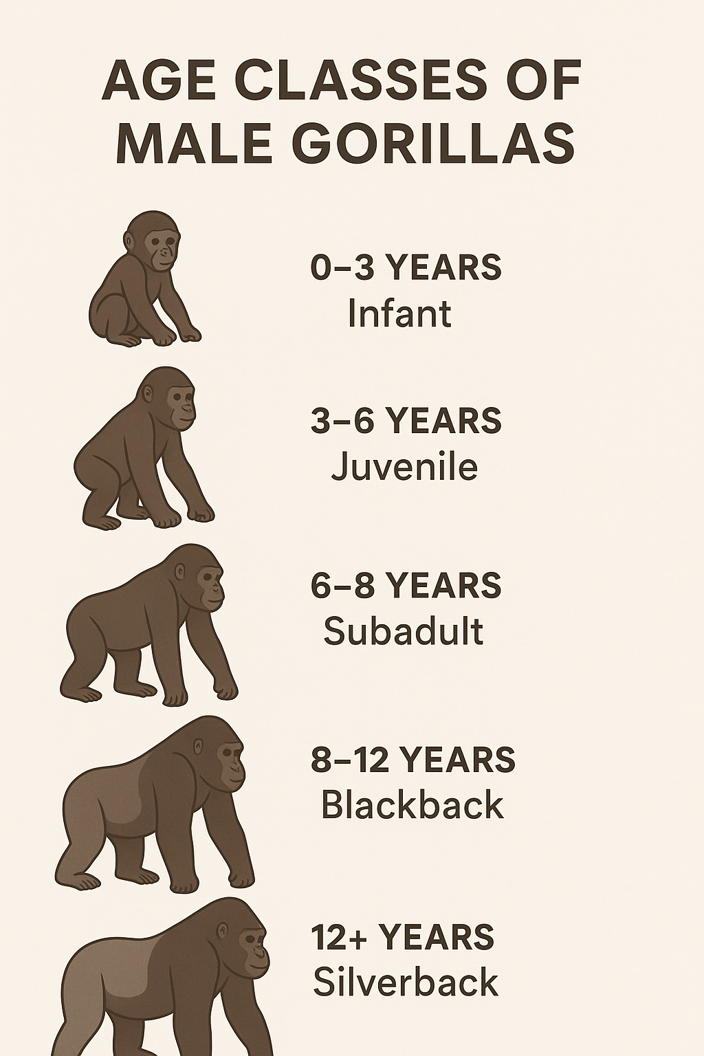 Silverback Gorilla Age Classes