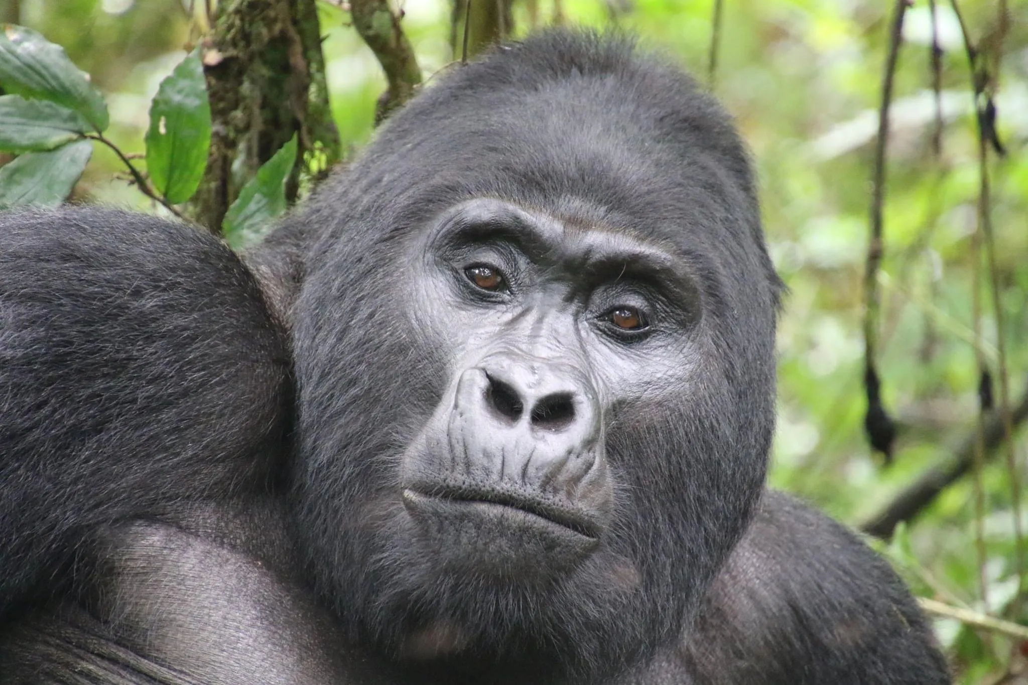 Mountain Gorilla
