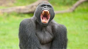 Bite Force: The Jaw of a Plant-Eating Powerhouse