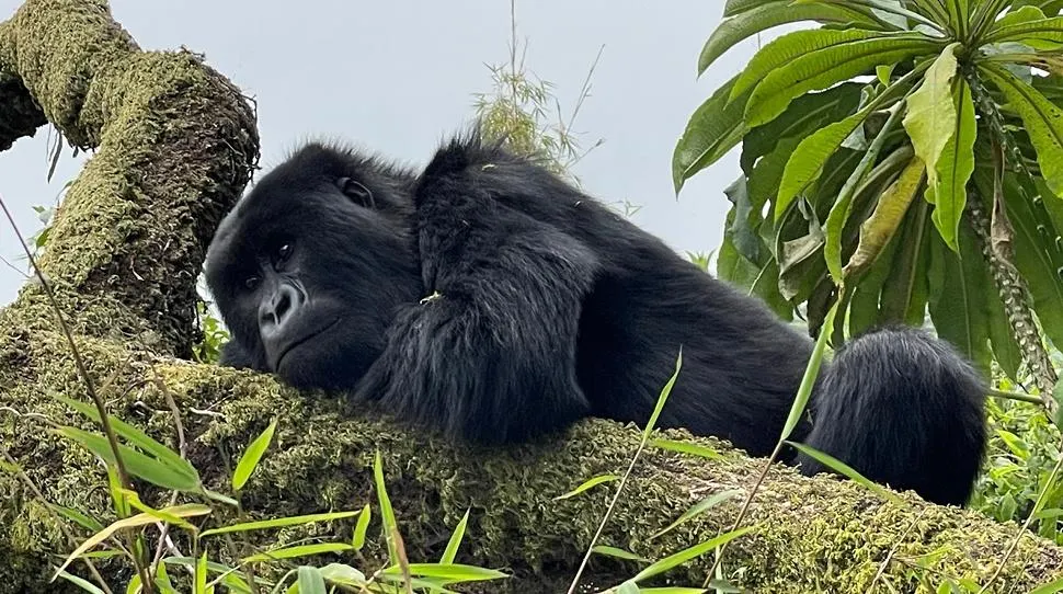 1 Day Gorilla Trekking Rwanda