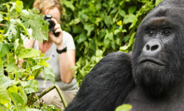 6 Days Uganda Gorilla Safari