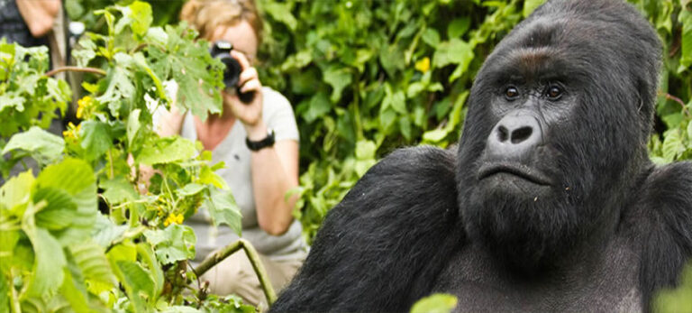 6 Days Uganda Gorilla Safari