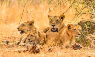 7 Days Uganda Wildlife Safari GoSilverback Safaris