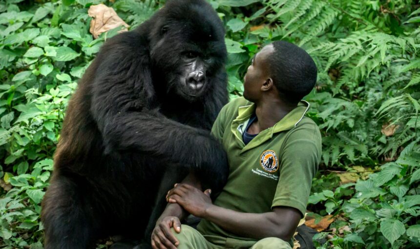 Are Silverback Gorillas Dangerous?