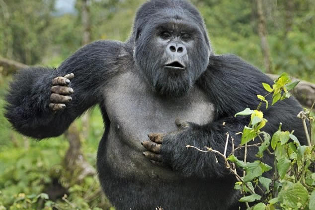 Are Silverback Gorillas Dangerous